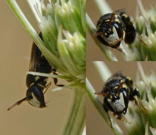 Hylaeus sp.